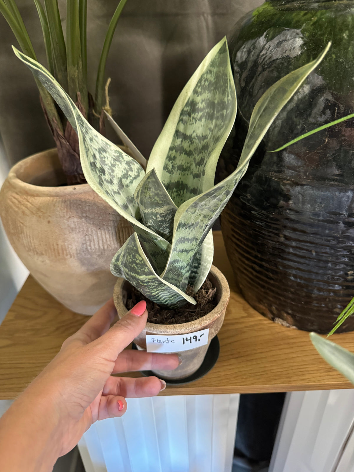 Sansiveria 35 cm