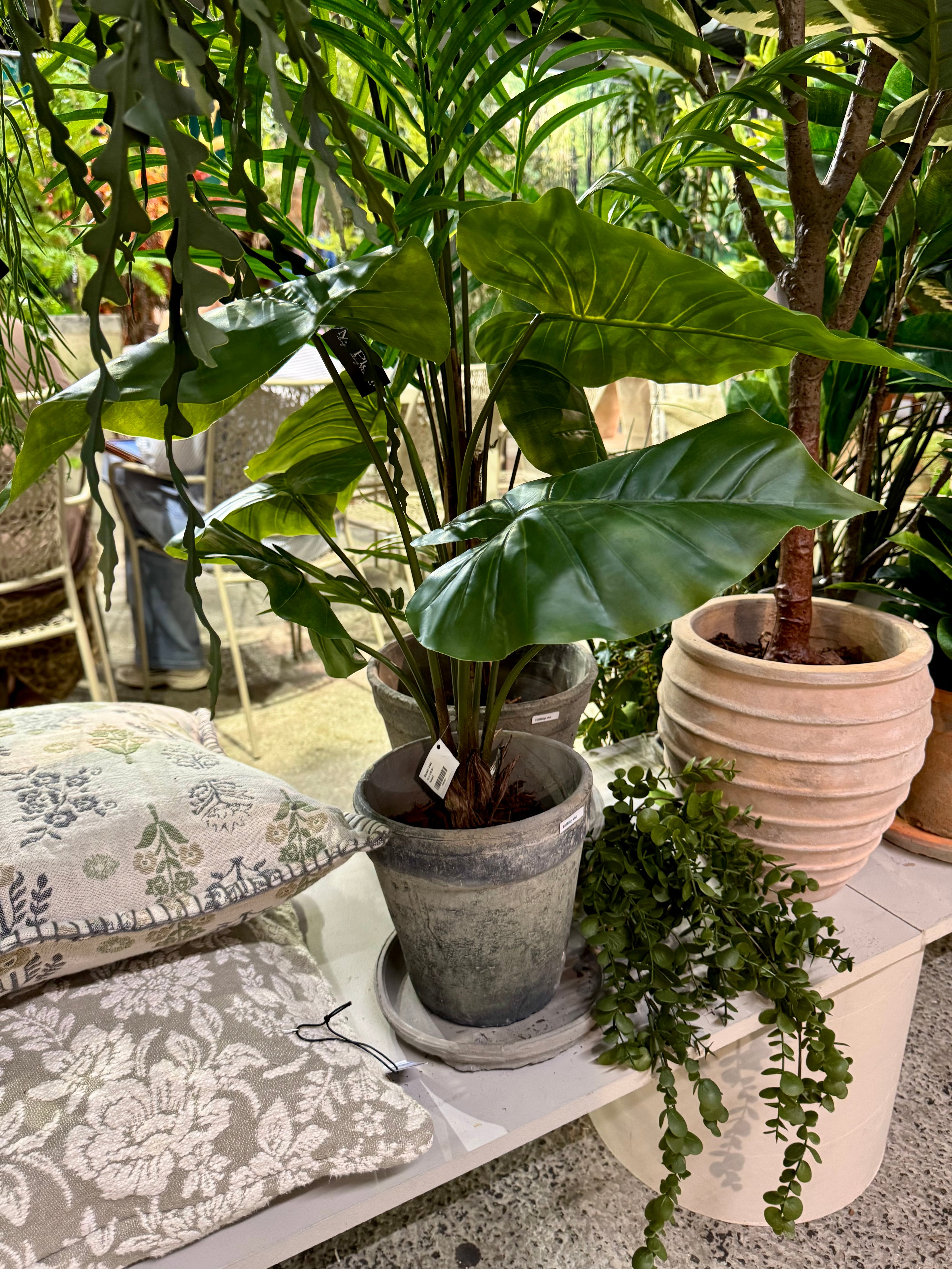 Alocasia i kruka 60 cm
