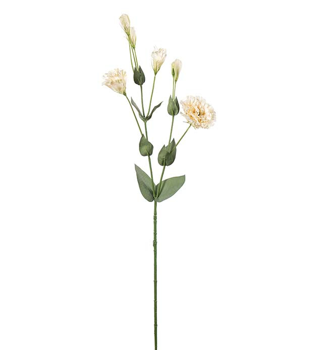 Prærieklokke creme 73 cm