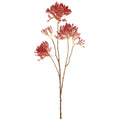 Cotinus rosa h 72 cm