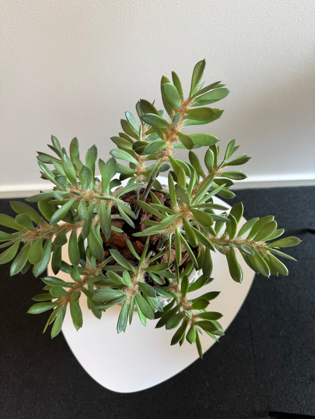 Sukkulent grøn 38 cm