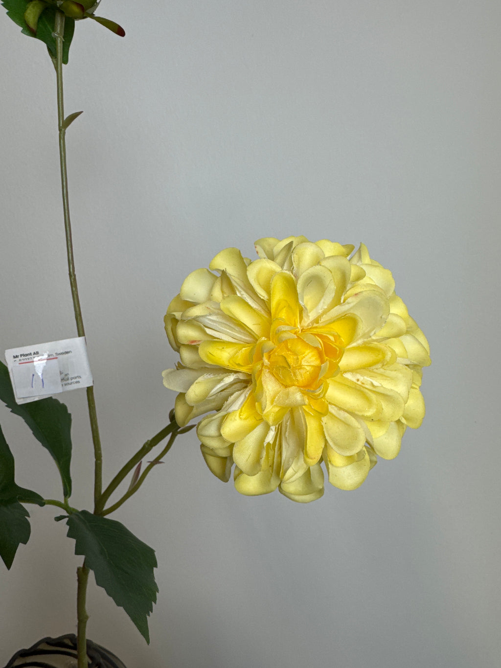 Chrysanthemum gul
