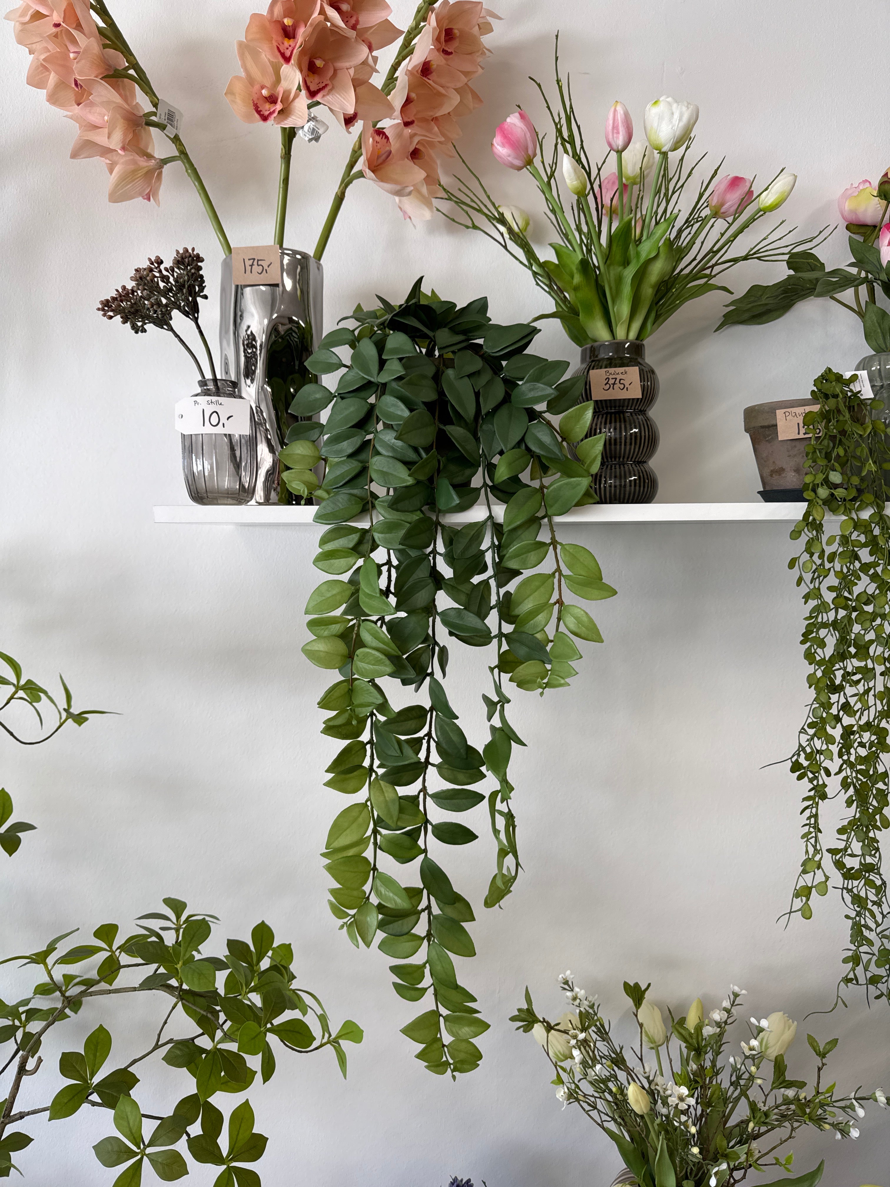 Hoya plante hænge