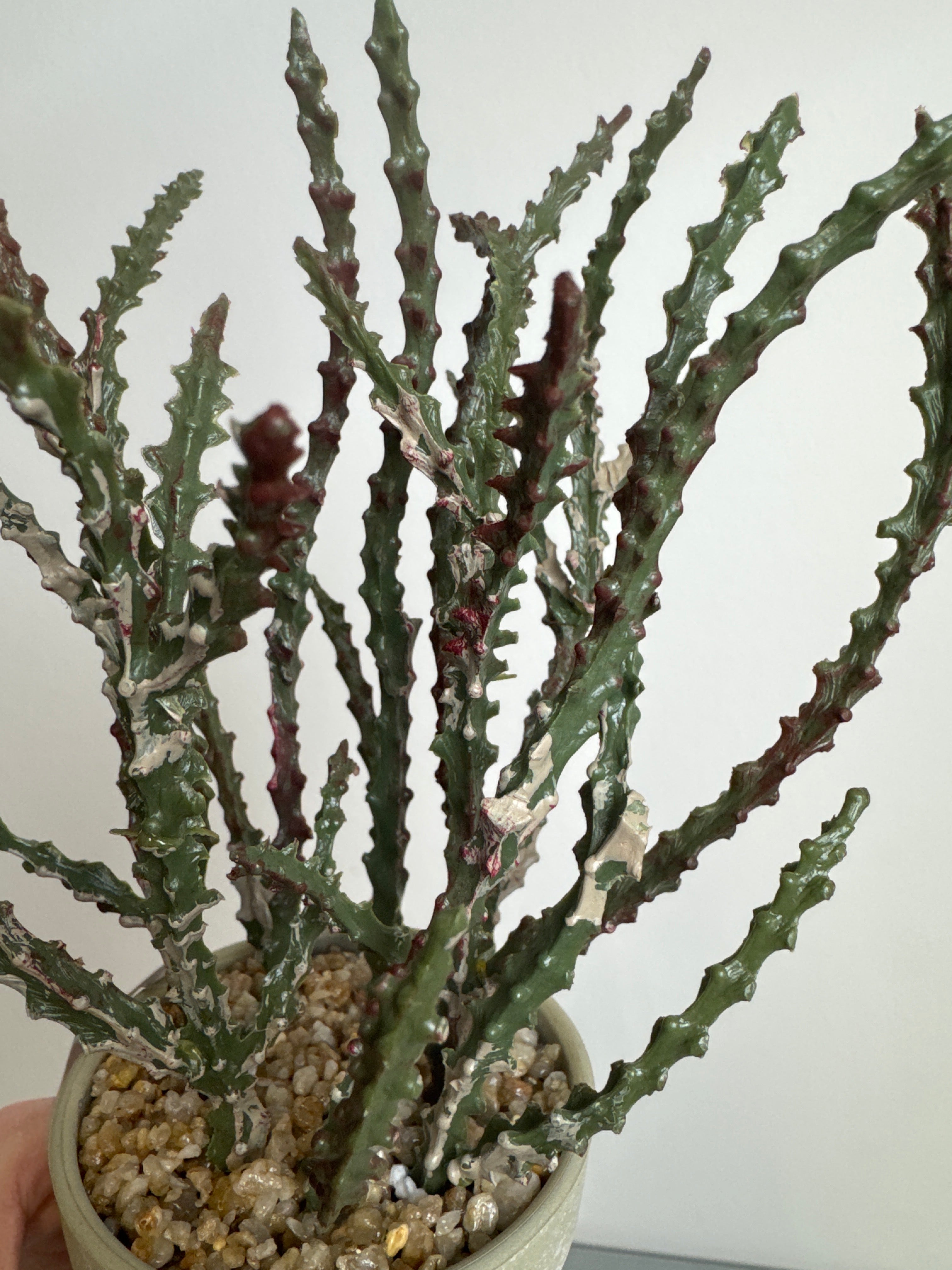 Sukkulent i potte 23 cm