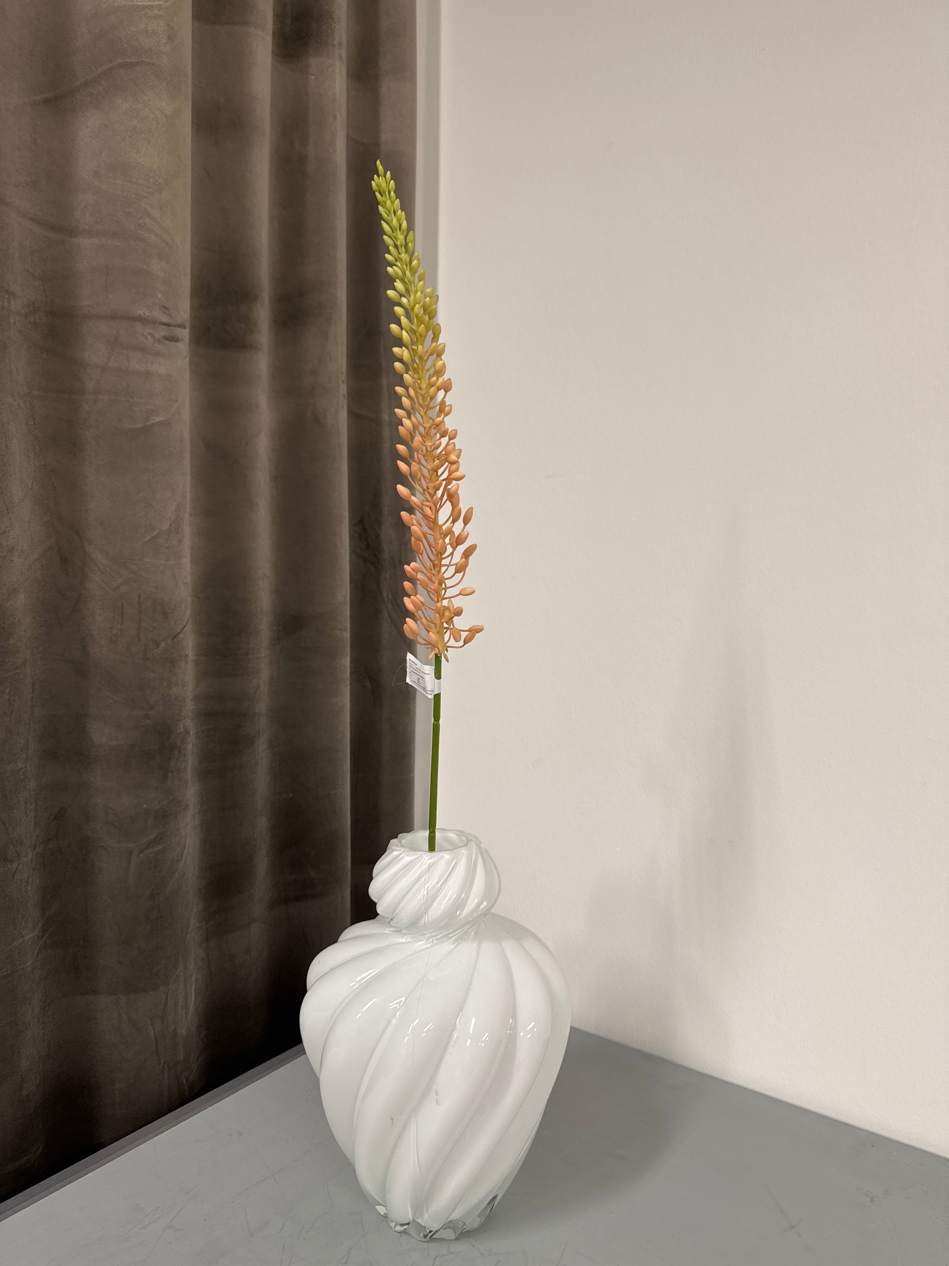 Eremurus lyserød/grøn