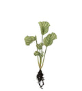 Calathea med rødder 50 cm