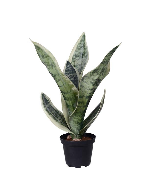 Sansiveria 35 cm
