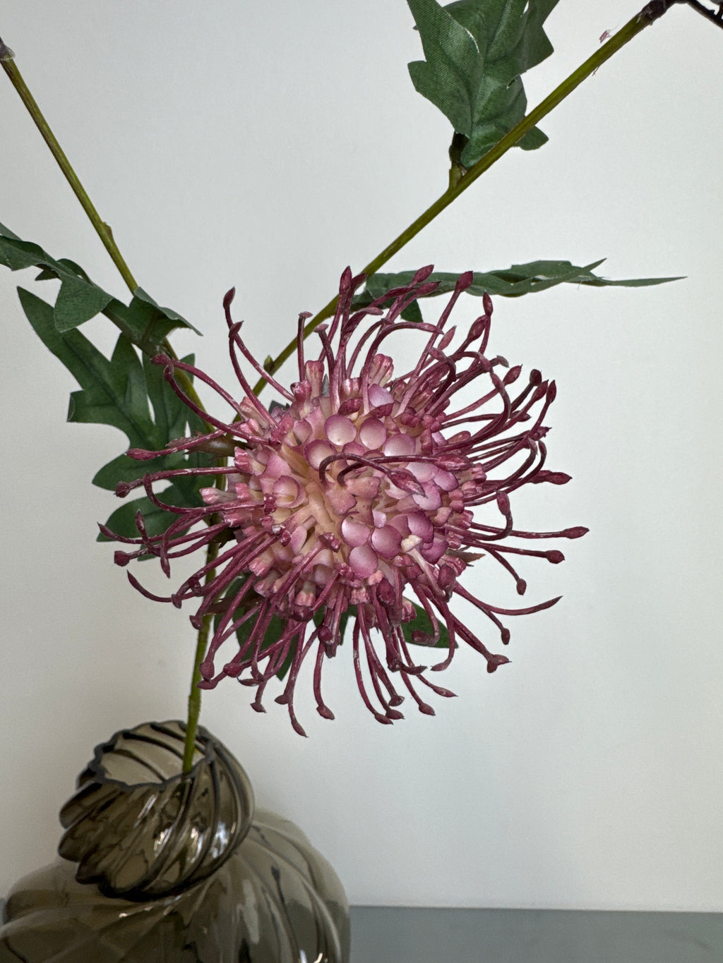 Protea blomst rosa