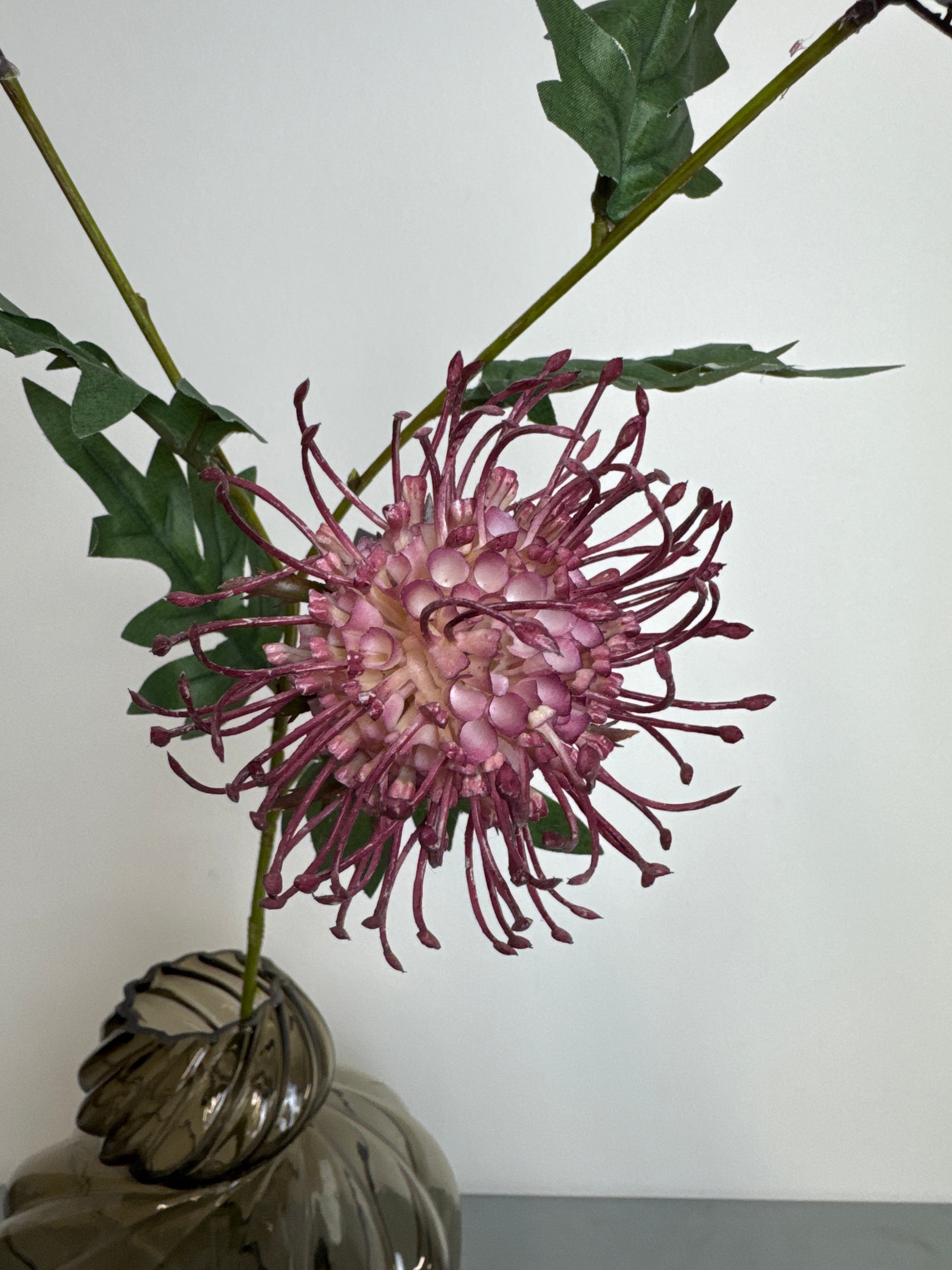 Protea blomst rosa