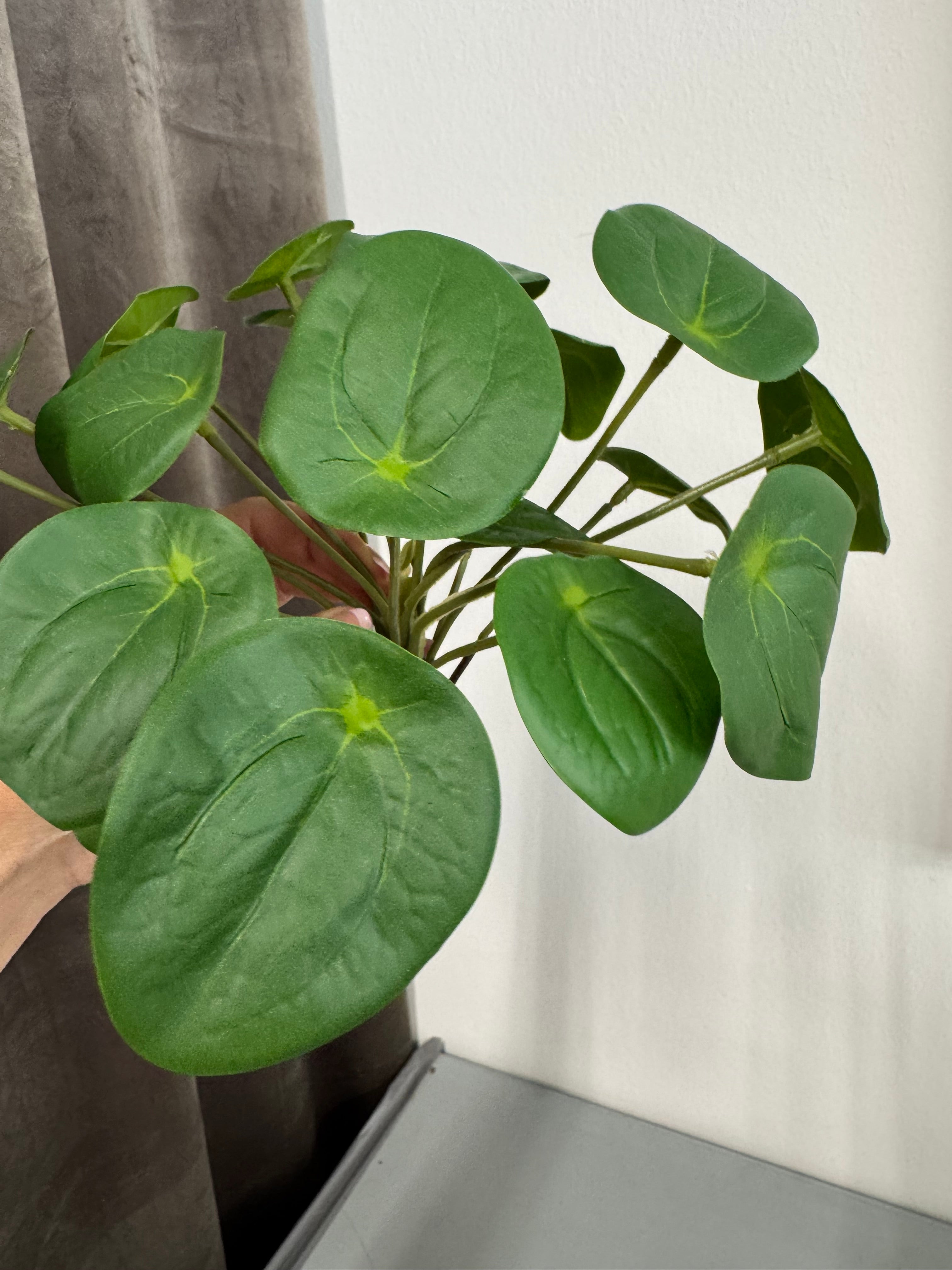 Pilea plante 25 cm