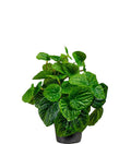 Peperomia 25 cm