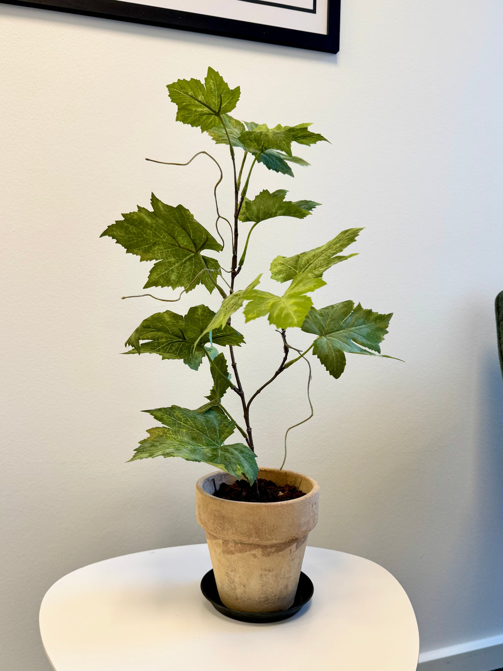 Vinblad plantet i potte