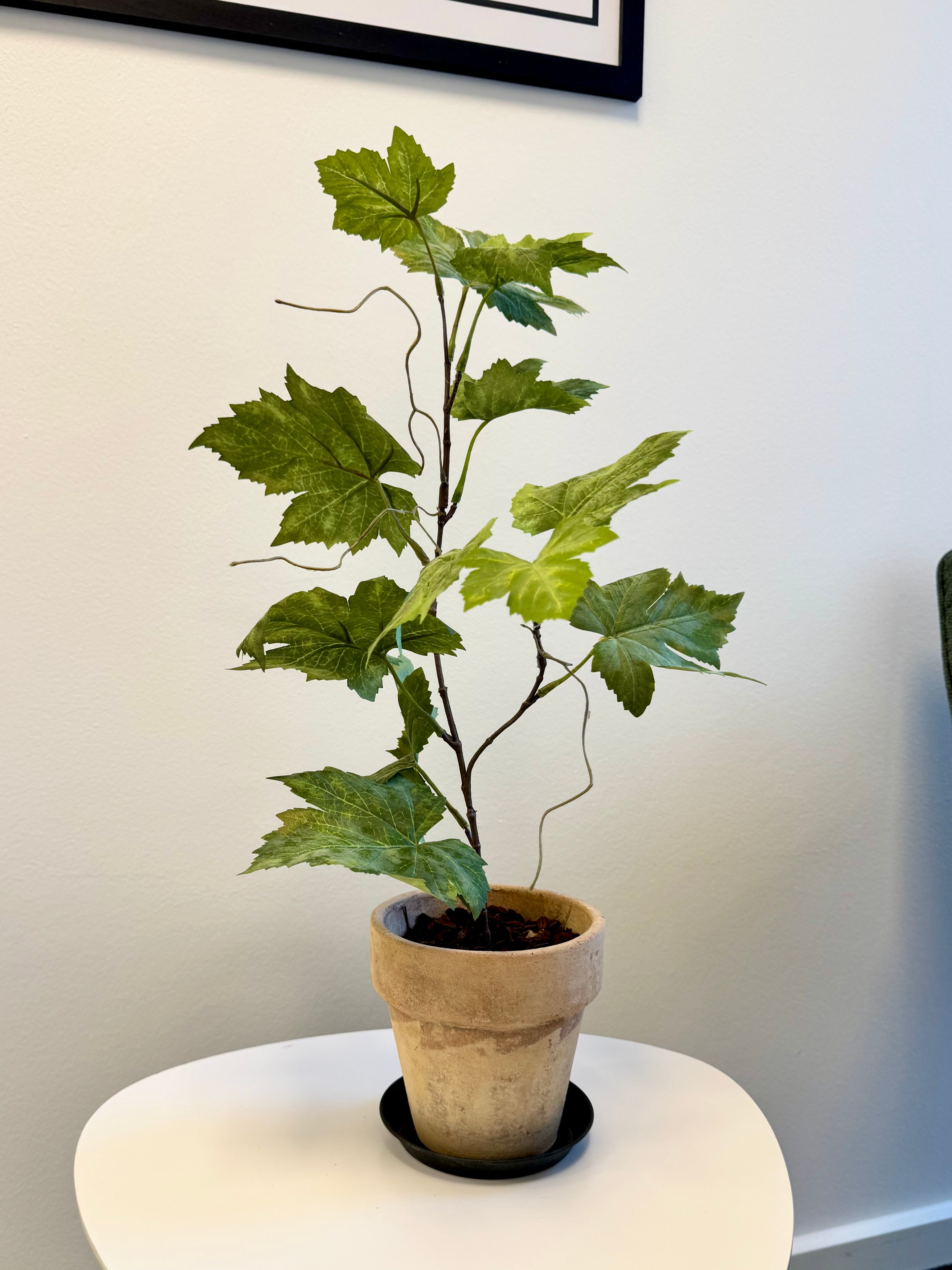 Vinblad plantet i potte