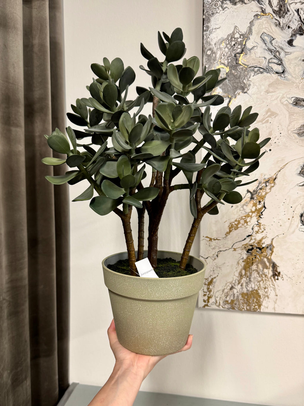 Sukkulent 51 cm (pengetræ)