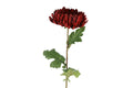Chrysanthemum bordeaux h 76 cm