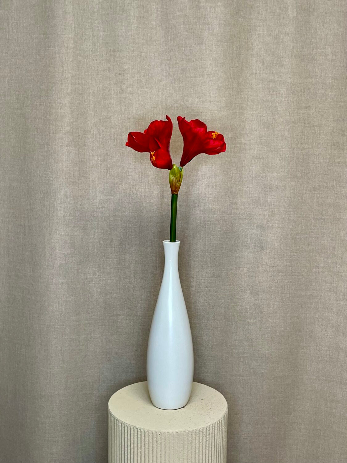 Amaryllis rød real touch h 68 cm