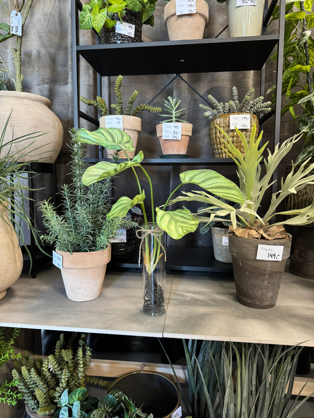 Calathea med rødder 50 cm
