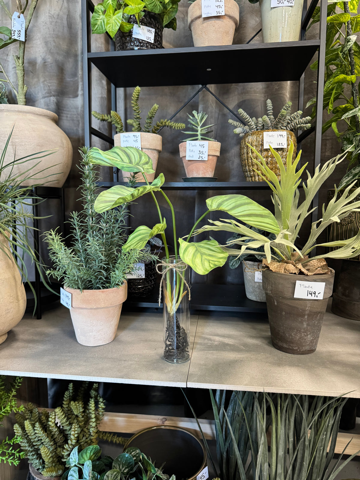 Calathea med rødder 50 cm
