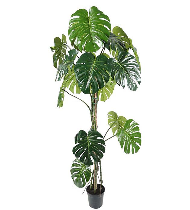 Monstera 180 cm