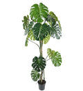 Monstera 180 cm