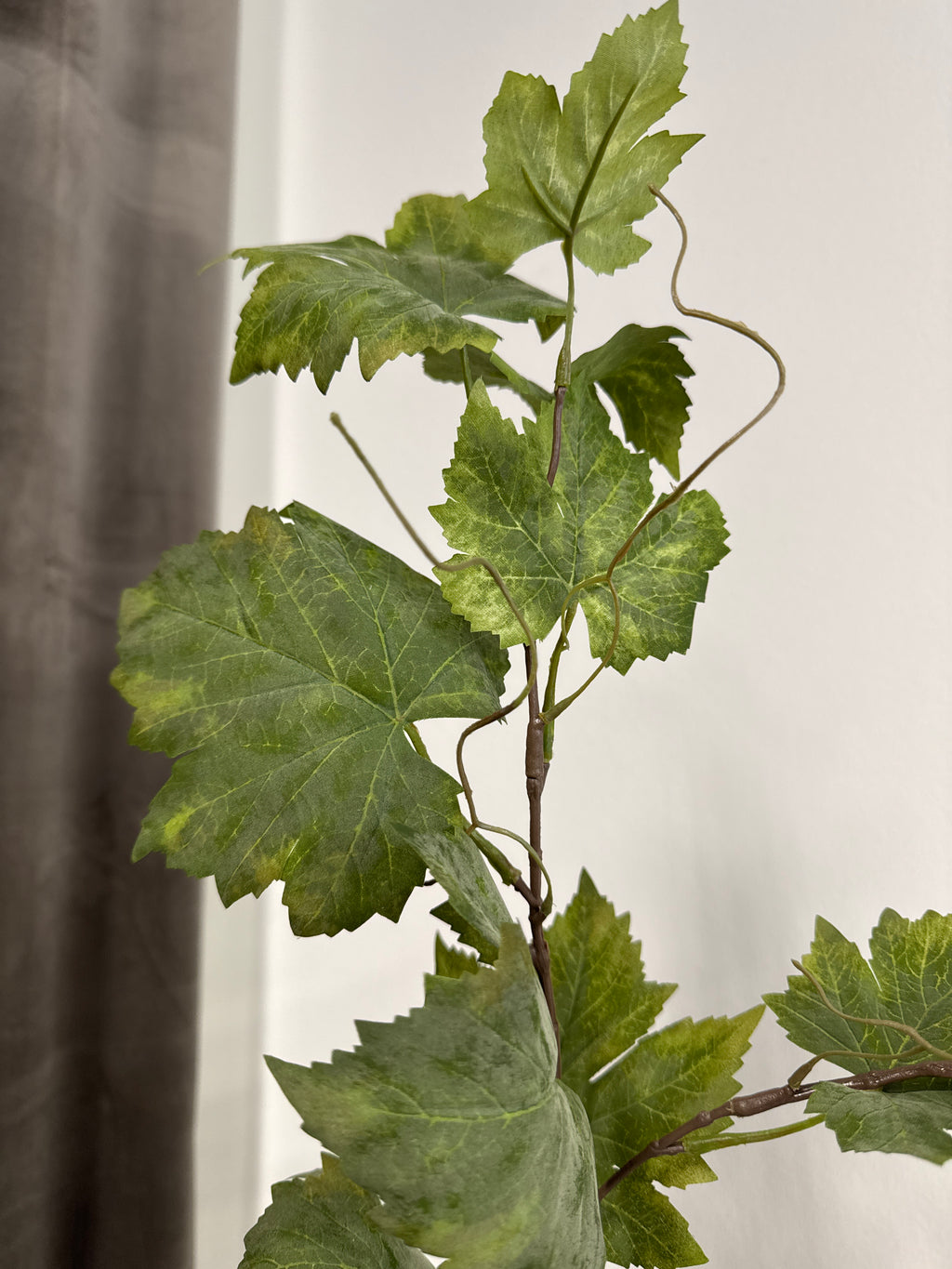 Vinblad kvist
