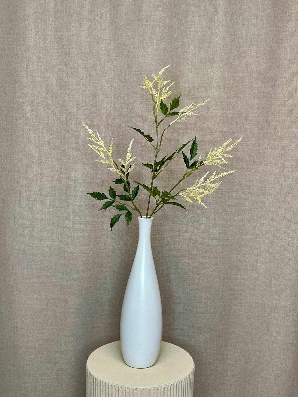 Abstilbe creme h 88 cm