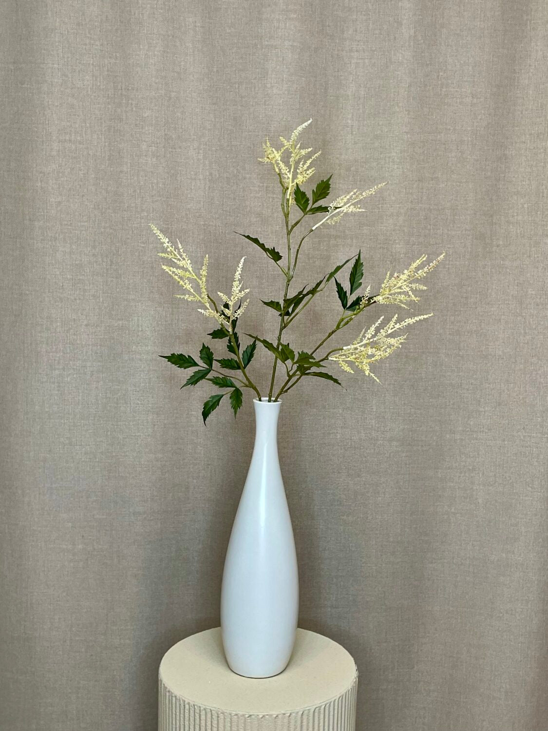 Abstilbe creme h 88 cm