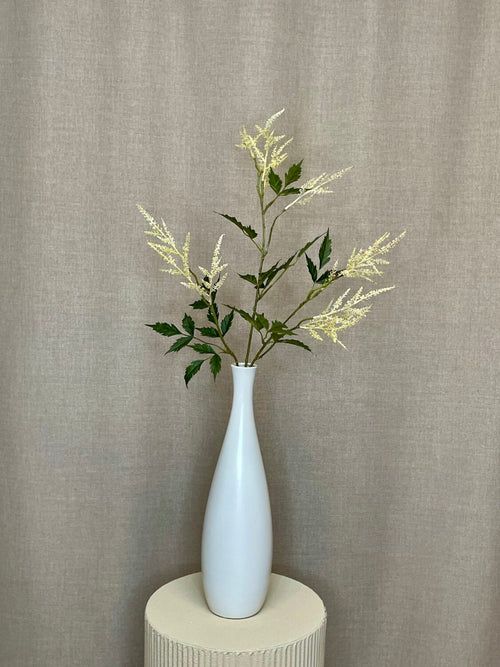 Abstilbe creme h 88 cm
