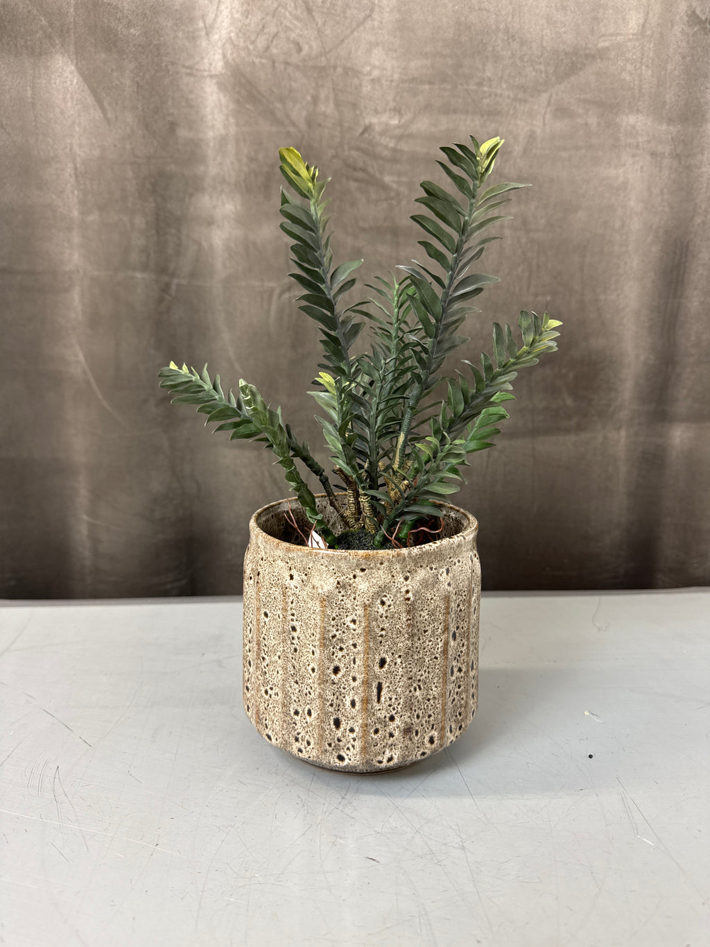 Pedilanthus m rod 25 cm