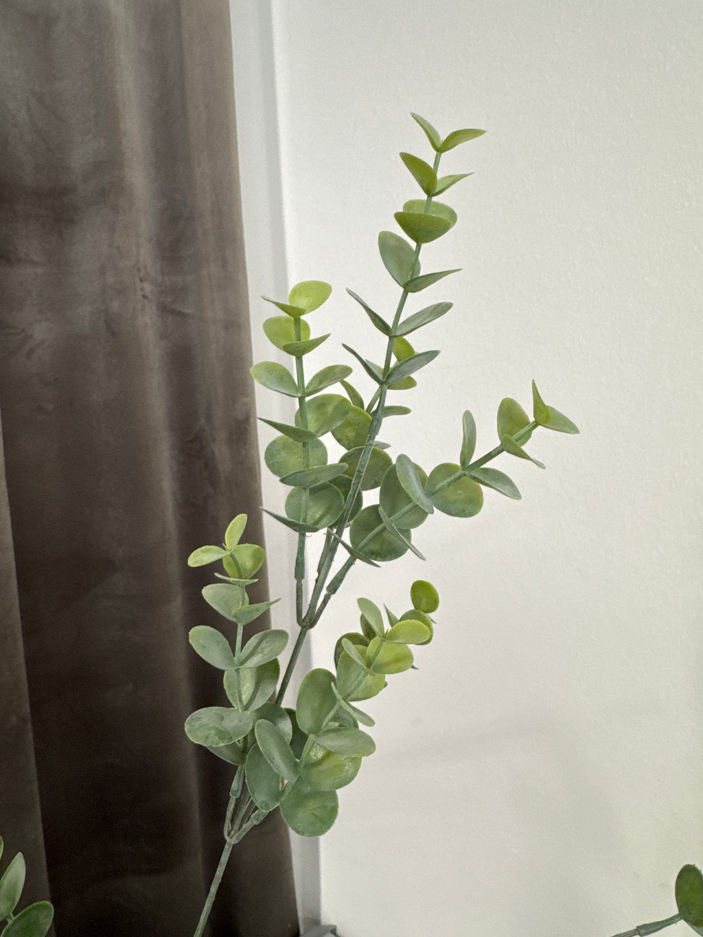 Eucalyptus 69 cm