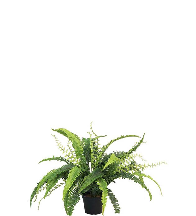 Bregne 41 cm høj