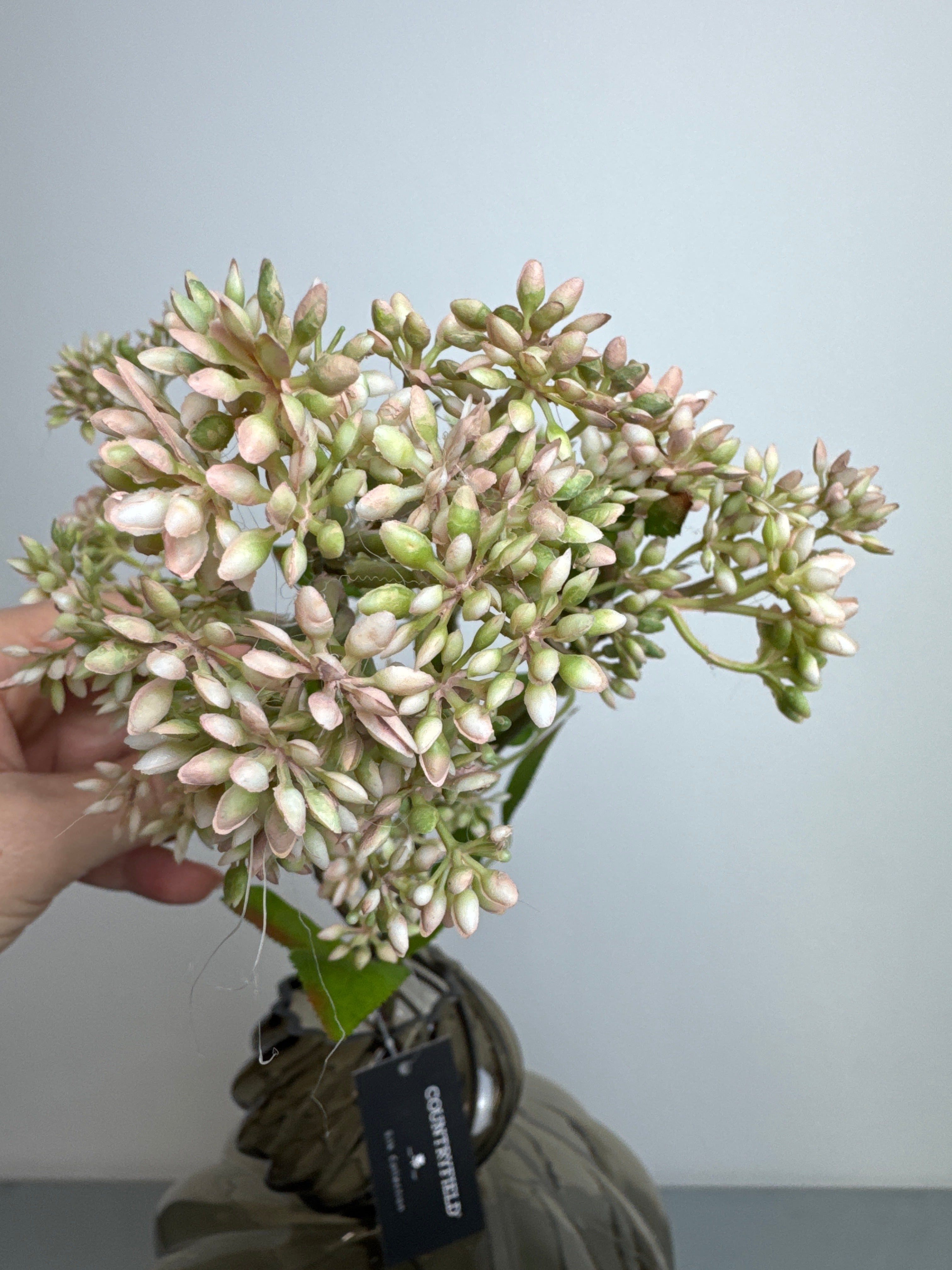 Kirsebærgren rosablomst