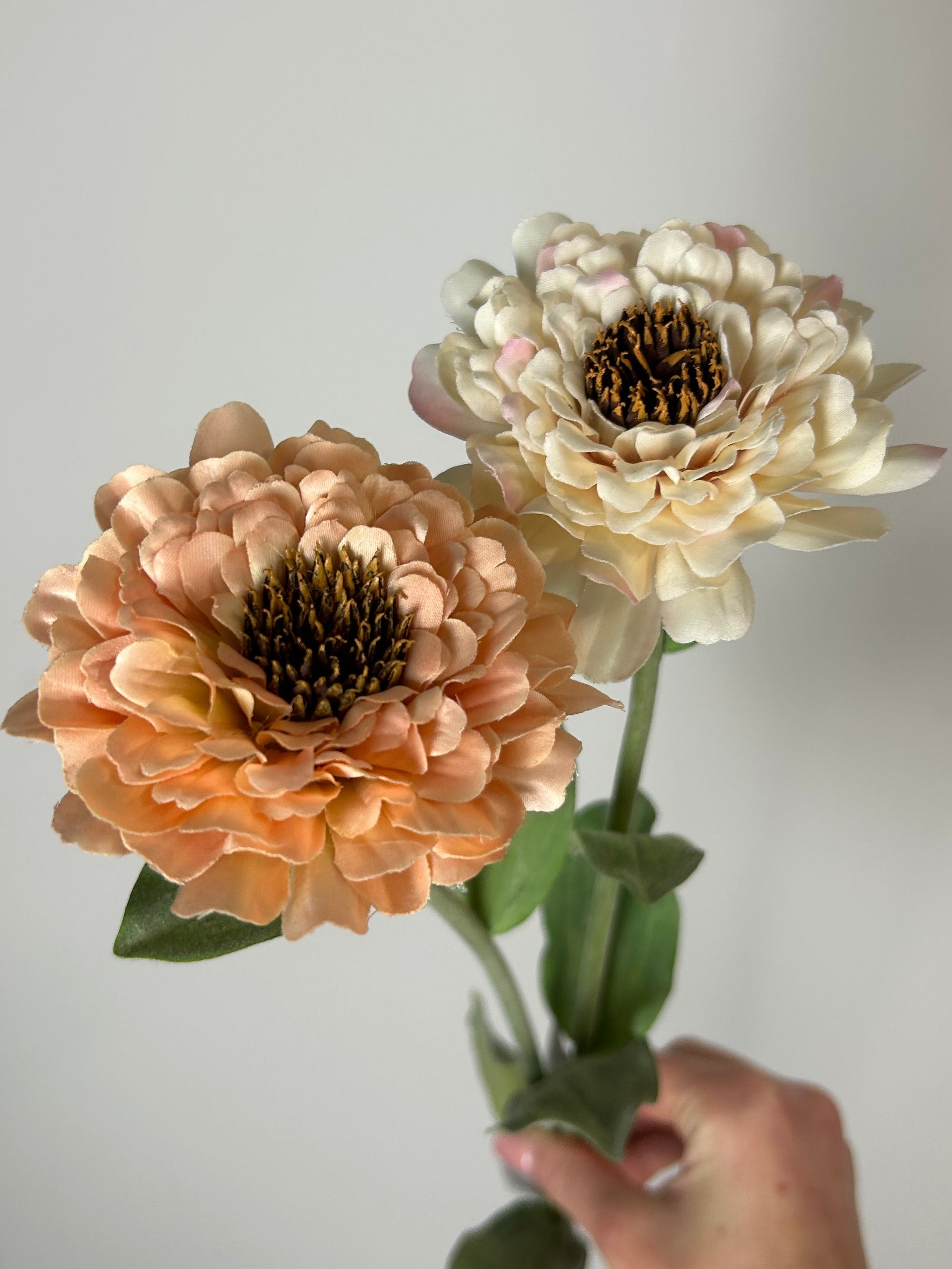 Zinnia peach