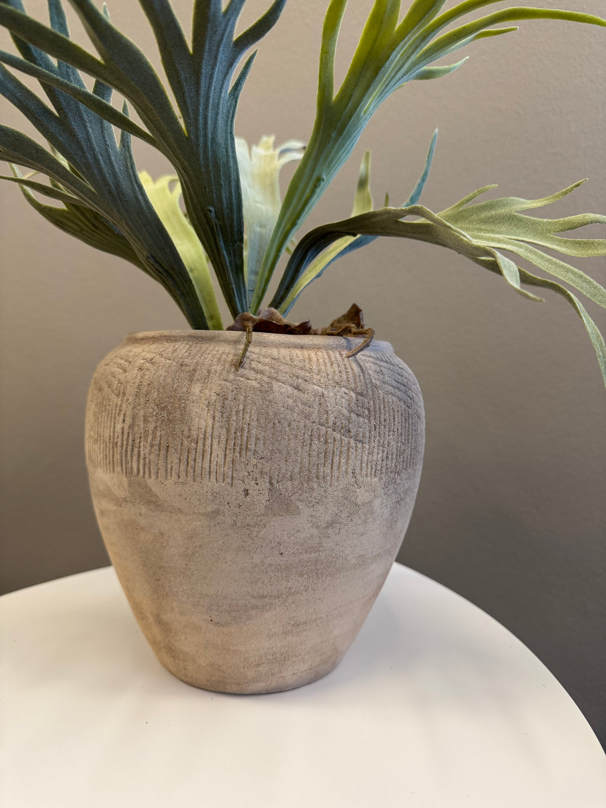 Älghornsbräken 30 cm