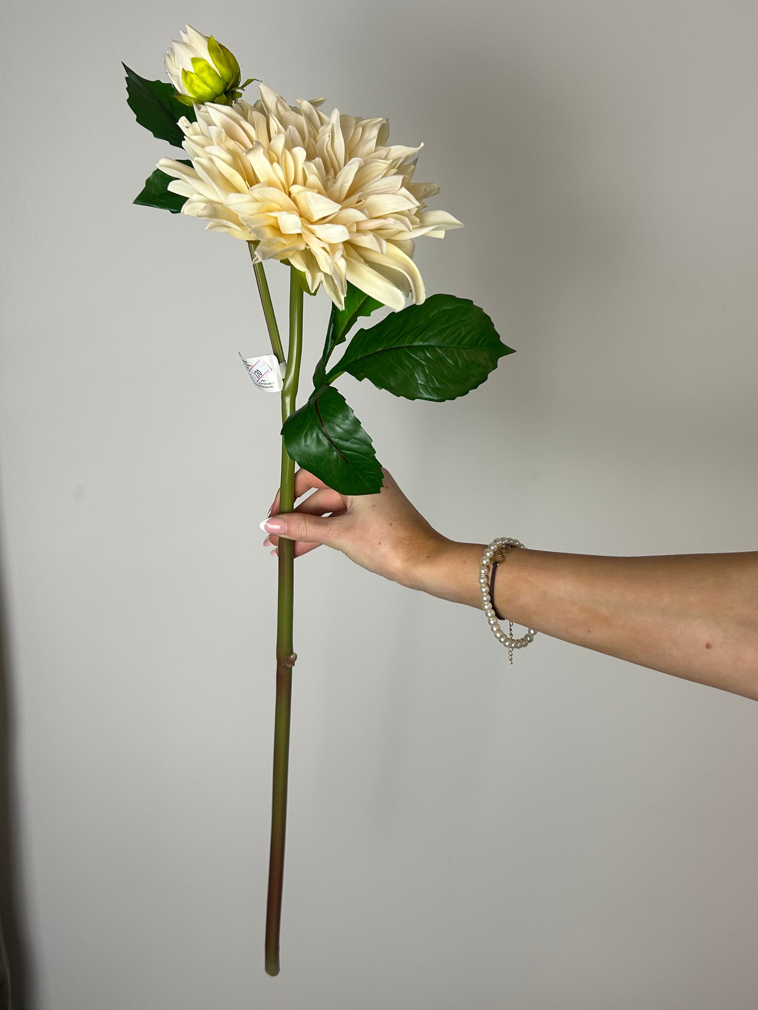 Dahlia “café au lait” creme