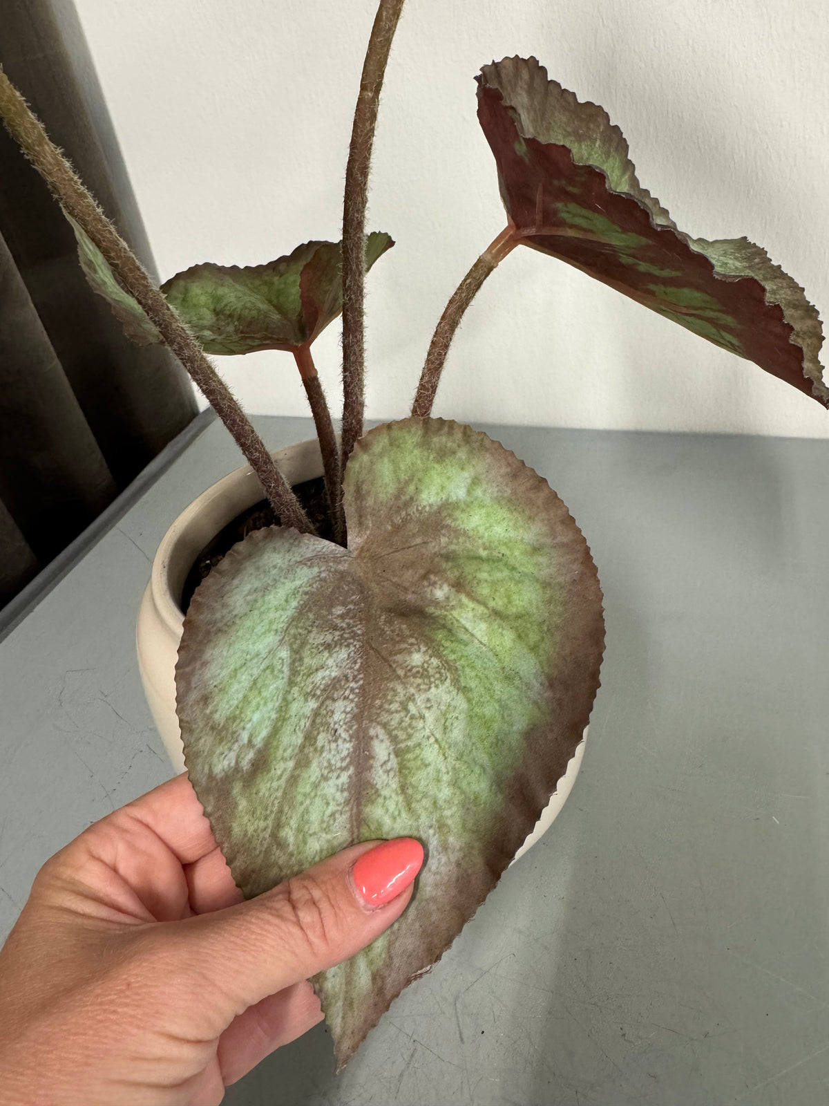 Rexbegonia 35 cm