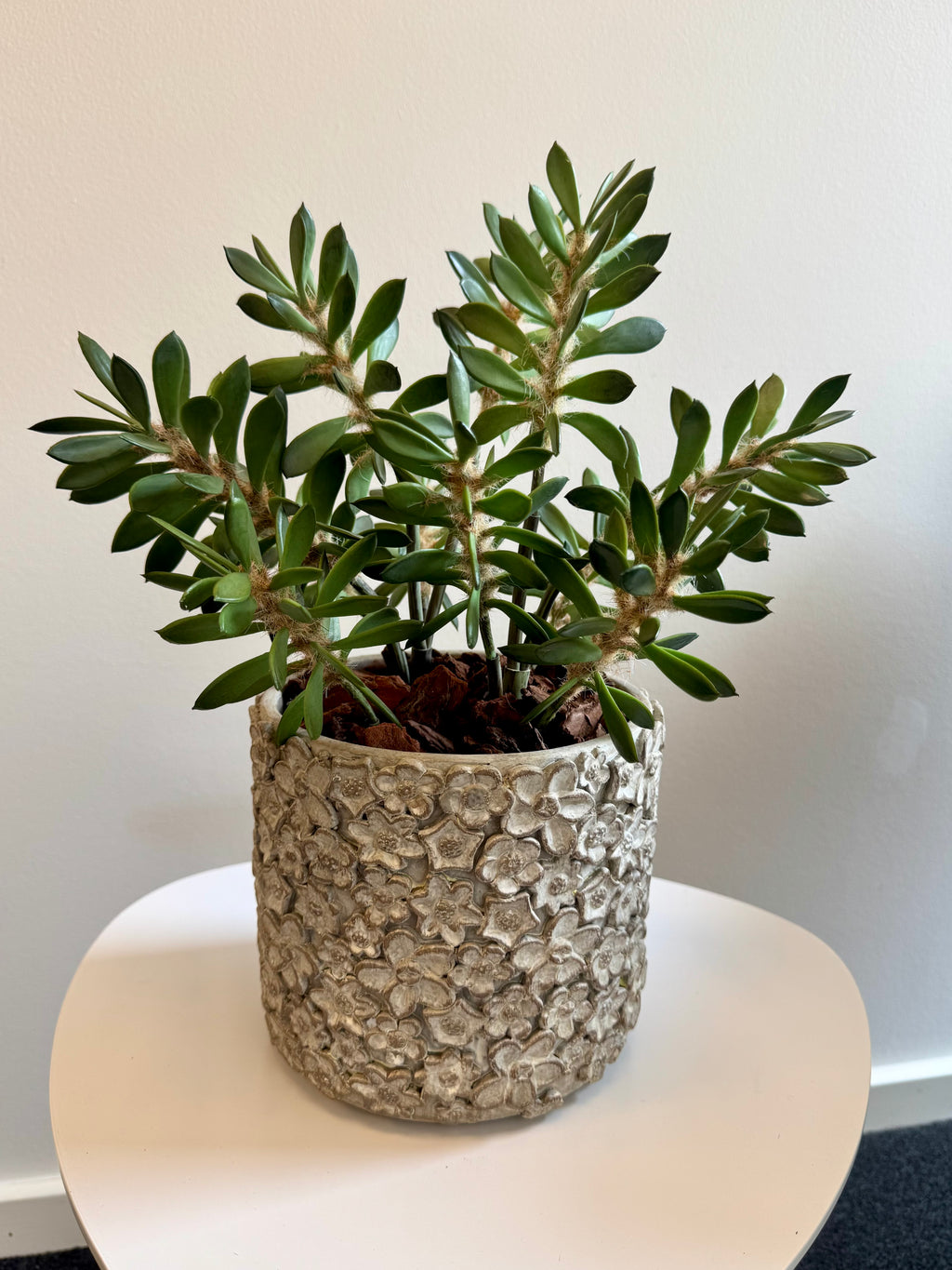 Sukkulent grøn 38 cm