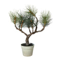 Fyrtræ i potte 60 cm