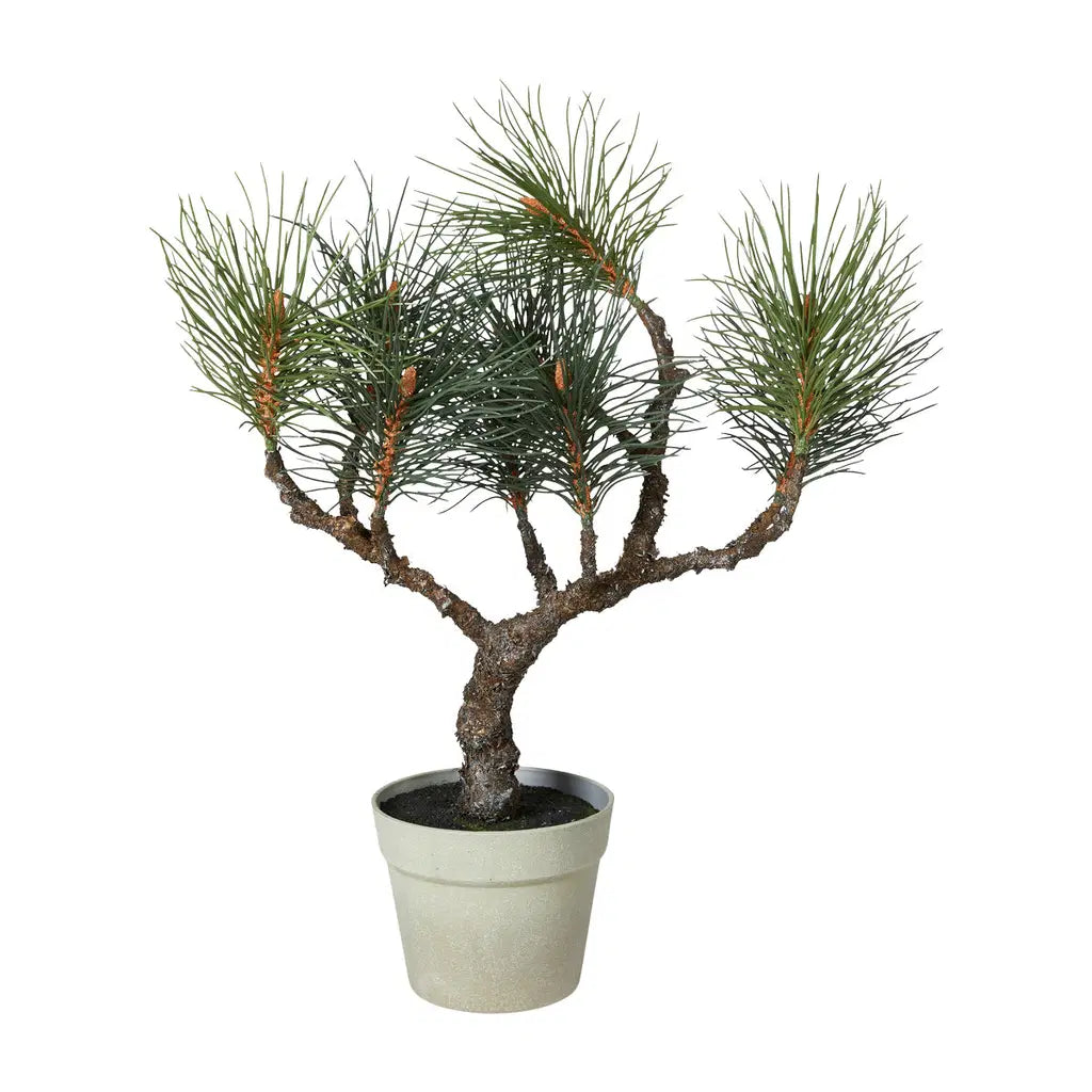 Fyrtræ i potte 60 cm