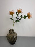 Protea blomst orange