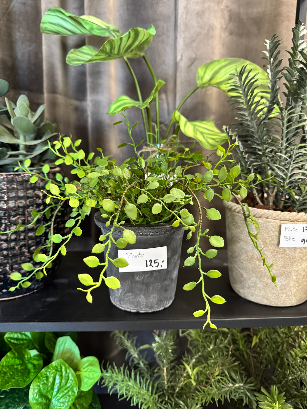 Muehlenbeckia i potte 25 cm