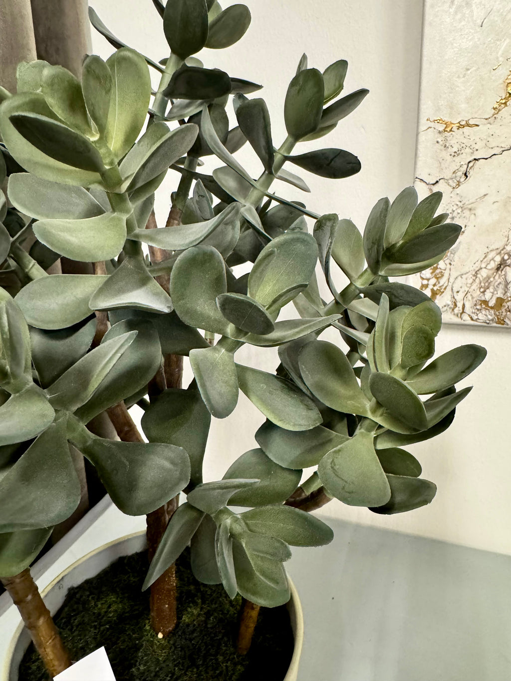 Sukkulent 51 cm (pengetræ)