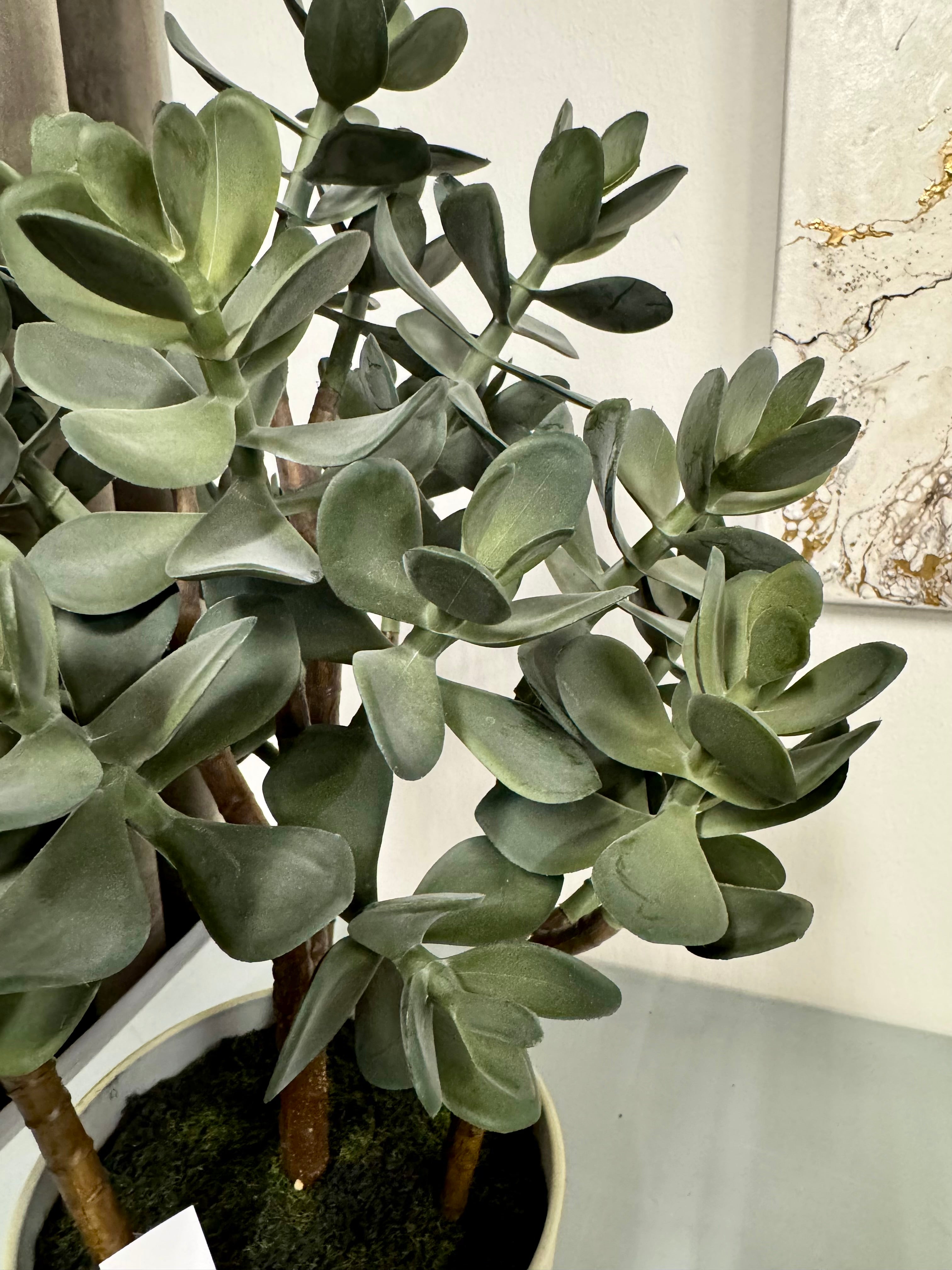 Sukkulent 51 cm (pengetræ)