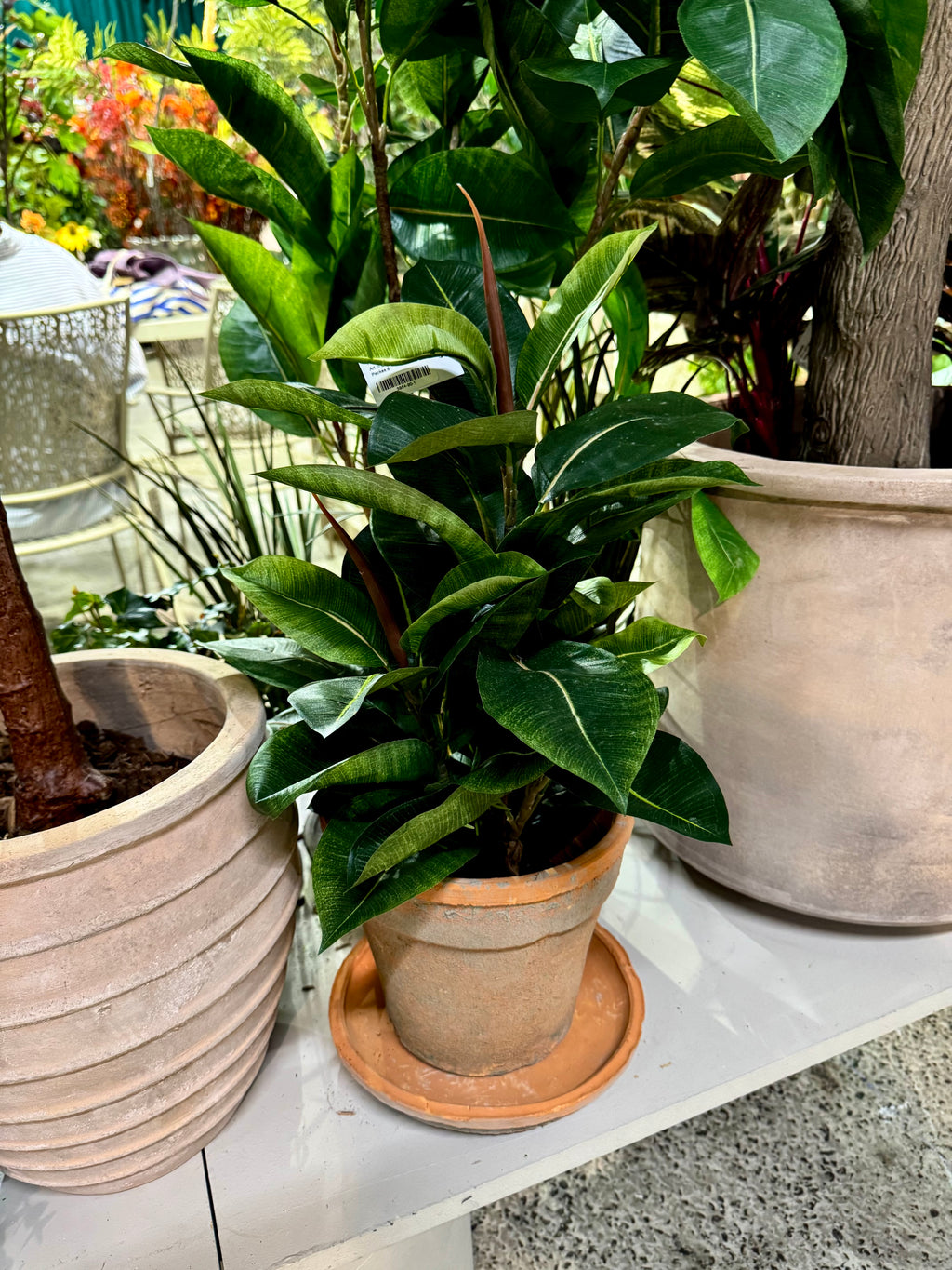 Fikus Robusta 50 cm