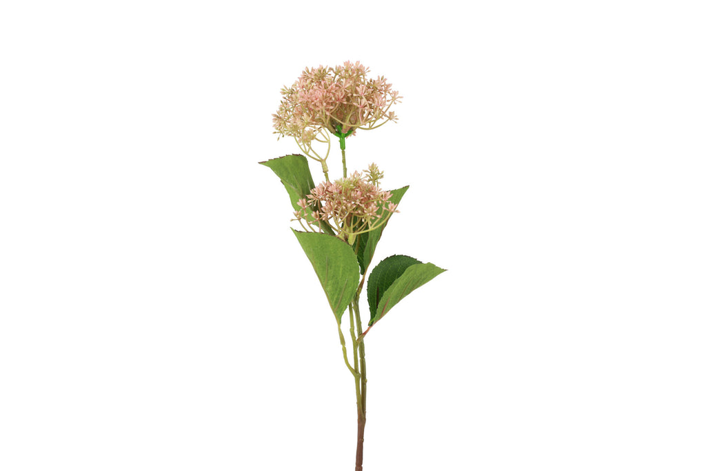 Skimmia rosa h 65 cm