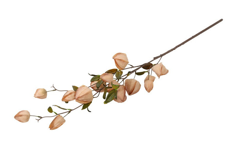 Physalis sand h 94 cm