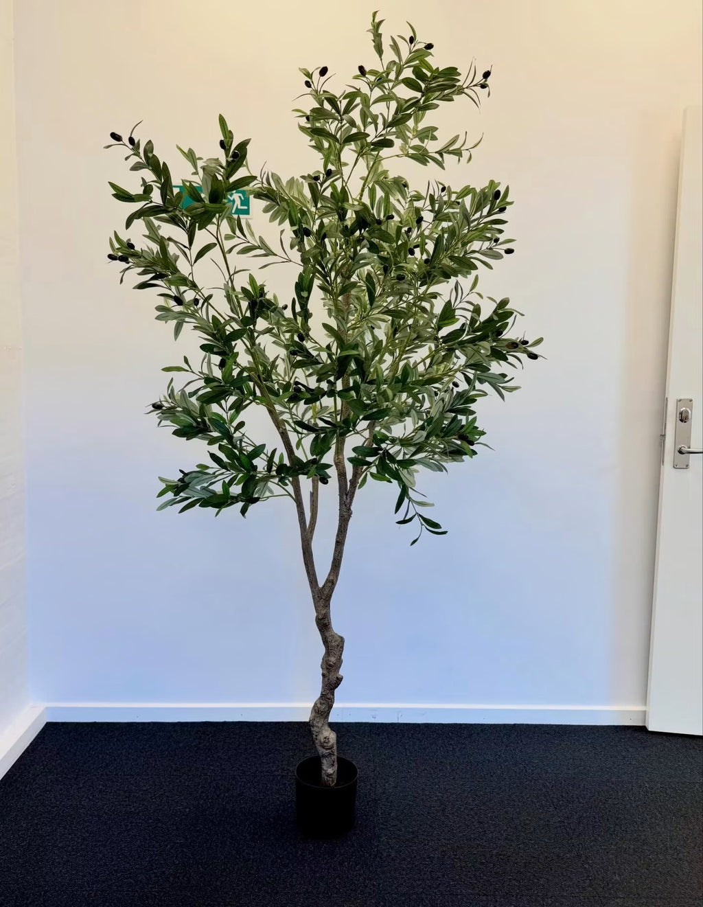 Oliventræ 210 cm