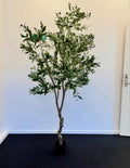 Oliventræ 210 cm