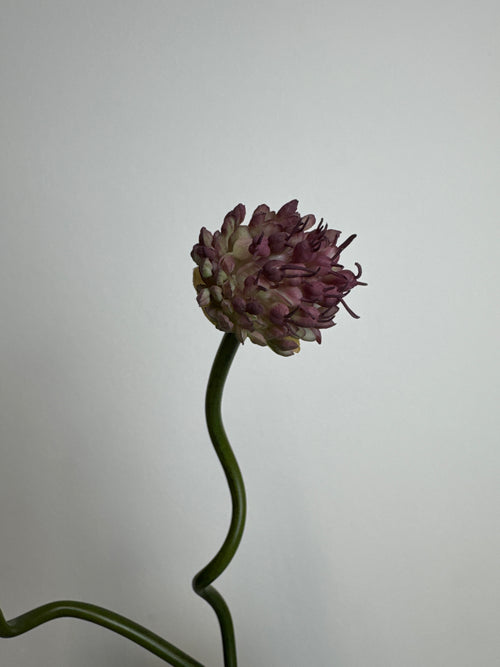 Allium lilla