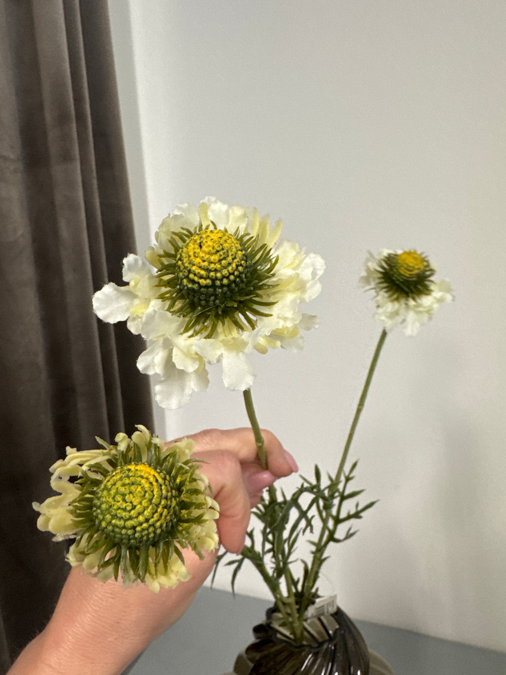 Scabiose hvid/grøn